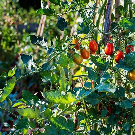 Appartamento Goldimare Garden Umago