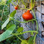 Goldimare Garden *