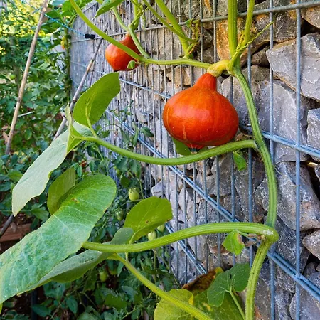 Goldimare Garden *